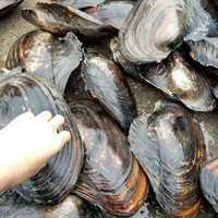 安峰山 淡水河蚌 河蚌肉新鲜活体现杀去壳蚌肉冷冻食用河蚌斧足肉冰冻 河蚌肉 1斤（去壳洗净）