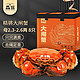 XIAN YAO 鱻谣 大闸蟹鲜活螃蟹 全母2.3-2.6两 8只装 生鲜活蟹中秋礼品礼盒现货