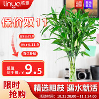 临雅 富贵竹水培植物转运竹绿植室内好养盆栽观音竹客厅招财发财树鲜花 10mm粗枝富贵竹70-80厘米10棵 不含盆