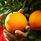 88VIP：农夫山泉 17.5°橙 脐橙 铂金果 5kg 礼盒装