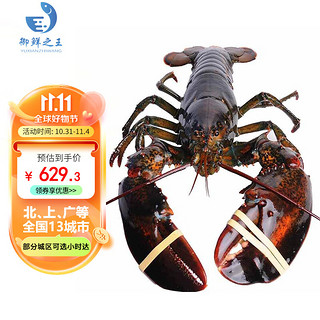 御鲜之王 鲜活波士顿龙虾1.4-1.5kg/只 1只 波龙 生鲜大龙虾 活虾海鲜水产