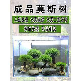 SENYUAN 森渊 莫斯树水草鱼缸造景无土淡水增氧水族箱懒人沉木鱼缸活体淡水植物 成品莫斯树(高7-8cm单头)