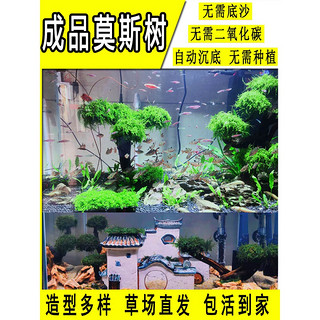 SENYUAN 森渊 莫斯树水草鱼缸造景无土淡水增氧水族箱懒人沉木鱼缸活体淡水植物 成品莫斯树(高7-8cm单头)