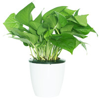花七休 青叶绿萝 自吸水白色花盆 花卉绿植盆栽 室内居家桌面阳台办公室绿植
