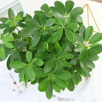 鸭脚木盆栽植物室内花卉常青八方来财七叶莲发财树绿植盆景苗