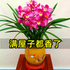 忻朵 兰花苗盆栽好养君子兰蝴蝶兰花卉绿植物四季开花特大客厅阳台桌面