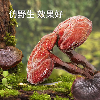 JLAD 吉林敖东 敖东 破壁灵芝孢子粉颗粒增强免疫力0.9g*60/袋*3盒 灵芝粉礼盒 免疫调节礼品