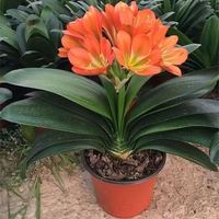 与花同行 君子兰盆栽精品绿植花卉植物室内圆头和尚四季带花苞大苗当年开花