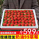 时茂 奶油99草莓 2斤装 单果20g+（下单拍2赠送1斤直发5斤）