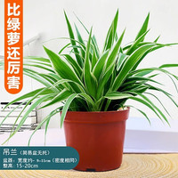 临雅金边吊兰盆栽花卉植物室内花阳台四季常青好养活绿植水养水培垂吊 金边吊兰原盆*1盆