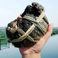 帆货 洪湖大闸蟹鲜活螃蟹去绳足重 10只礼盒装特大4.5公
