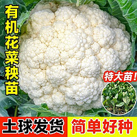 有机花菜秧苗西兰花本地青梗松花菜苗秋季新鲜菜种子蔬菜种孑特大