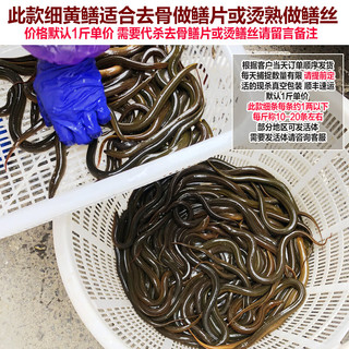 品鲜肴淡水鱼 野黄鳝长鱼鳝鱼渔民野外捕抓鲜活体黄鳝现杀 生鲜水产净重 450g每斤12-15条（1两以下每条）
