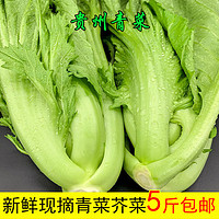 施佳嗒贵州新鲜包心芥菜青菜新鲜蔬菜苦菜大叶宽邦青菜可做酸菜腌菜泡菜 2000g