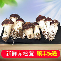 绿养道 北京平谷赤松茸 姬松茸 新鲜菌菇 3斤