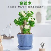 福饲 金钱木老桩多肉植物室内盆栽花卉发财树四季常青好养易活耐旱绿植