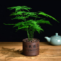 轩林美 绿植花卉懒人盆栽 多肉植物植物盆栽植物绿植办公室绿植 文**竹1棵【不含盆】