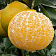 仙果颂 广西武鸣皇帝柑5斤彩箱单果55mm起新鲜水果当季柑橘橘子桔子