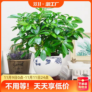 忻朵 八方来财植物盆栽水培鸭脚木四季常青发财树大型办公室内绿植甲醛