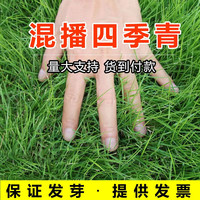 MengYun 萌蕴 进口草坪种子草籽四季常青免修剪护坡草种别墅耐庭院护坡耐寒耐旱 四季青草籽一斤