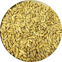 一播大地 澳麦种子大麦榨汁食用大麦种子猫型大麦牧草大麦种子 食用大麦种子500克 克