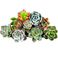 花琴多肉植物盆栽组合套装 室内外桌面l花卉盆栽/陶瓷盲盒盆+3多肉+土