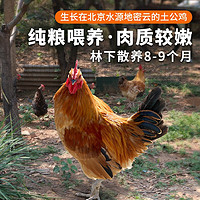密农人家 农家土公鸡 粮食喂养 散养大公鸡 土鸡柴鸡 鸡肉 走地鸡1.25kg