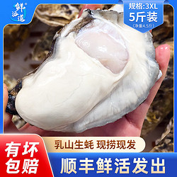 XIANHAIDAO 鲜海道 生蚝  乳山牡蛎 新鲜海蛎子生鲜贝类 超大号3XL5斤送酱（10-15只）