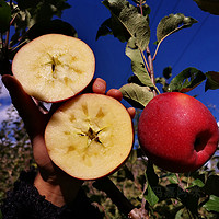 四川小金苹果四川阿坝州高原糖心红苹果红富士老人儿童水果10