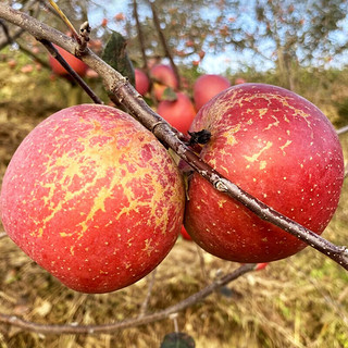 蜜企味 大凉山盐源丑苹果 净重9斤