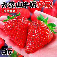 甘福园 大凉山草莓 5斤