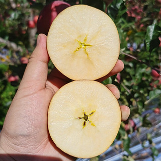 蜜企味 大凉山盐源丑苹果 净重9斤