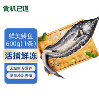 食机已道 冷冻贵州开背鲟鱼400g 1条装  国产淡水鱼 水产生鲜鱼类