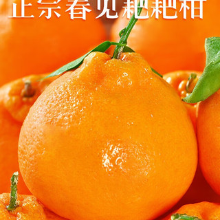 少羽 现摘现发 正宗四川春见耙耙柑 9斤彩箱 特大果80-90MM
