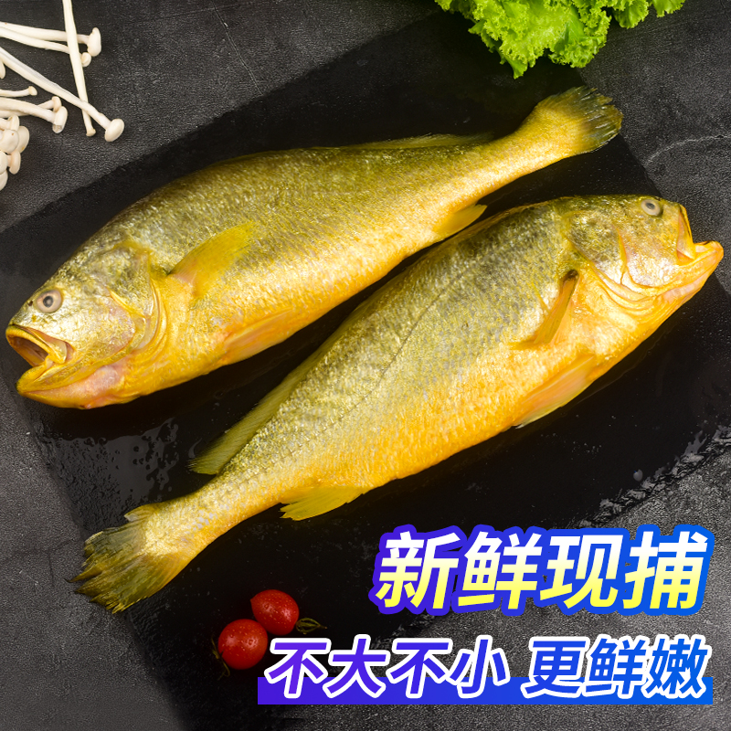 XYXT 虾有虾途 特大黄花鱼新鲜冷冻4条 冰鲜小黄鱼生鲜海鱼鲜活鱼类整箱海鲜