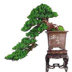 睿格达小叶雀舌罗汉松绿植盆栽