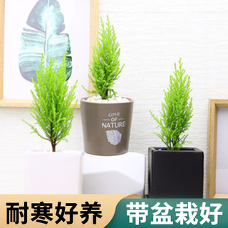 圣诞小香松盆栽桌面圣诞节植物室内客厅绿植圣诞树真树四季种植
