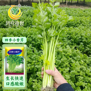 凤鸣雅世 芹菜苗种籽大全芹菜种子季青菜籽蔬菜种孑农家四季小香芹种子10克