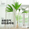 雅花匠 大扇叶蒲葵盆栽四季水培植物室内好养办公室棕榈科观叶绿植好养活