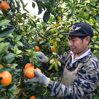 橙王哥 赣南脐橙 新鲜橙子 薄皮甜橙 当季水果礼盒 5斤75果（180-200g）净重4.5斤