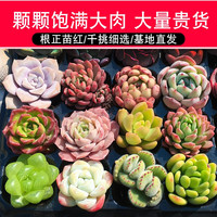 多肉植物室内带盆组合小盆栽精品名贵玉露老桩大颗好养活花卉绿植