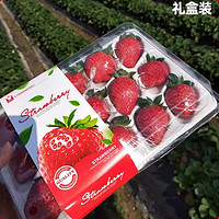 美得乐美得乐云南草莓新鲜水果时令当季水果红颜奶油甜草莓礼盒装 中果礼盒【20枚】 2盒装（600g）