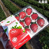 美得乐美得乐云南草莓新鲜水果时令当季水果红颜奶油甜草莓礼盒装 中果礼盒【20枚】 2盒装(600g)