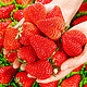 风之郁 红颜99奶油大草莓  4斤  单果15-20克 值友下单额外赠送1斤 单果15-20克
