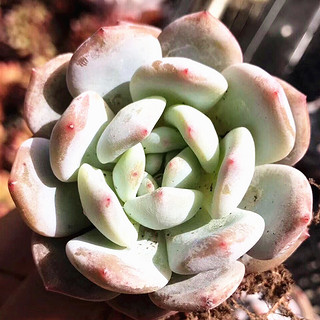 芙蓉雪莲多肉植物超大老桩多头群生缀化组合盆栽室内 芙蓉雪莲冠幅12厘米+陶瓷盆 含盆