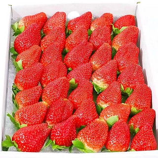 福利1000件 奶油红颜99草莓 5斤装彩箱 单果20G+