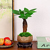 钧月窑发财树小盆栽室内植物客厅摆件办公室桌面花卉绿植盆景好养易活