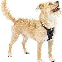 kurgo 增强强度 Tru-Fit 狗狗汽车*带,经过碰撞测试,钢嵌套扣,包括*带系绳,小号,黑色