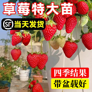 临雅 特大草莓丹东99阳台绿植 奶油草莓苗1盆