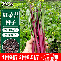 花沃里 红菜苔种子10g 蔬菜种子 红珍珠番茄西红柿菜心阳台庭院田间种植